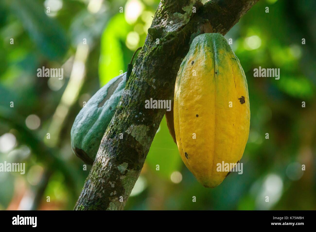 Nicaragua, Rio San Juan province, Papaturro, cocoa fruit Stock Photo