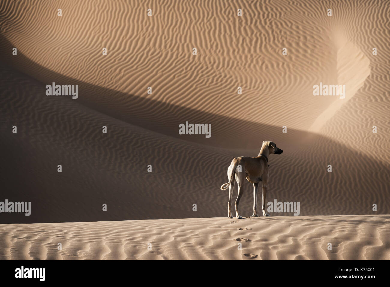 A Sloughi (Arabian greyhound) in the desert of Morocco. Stock Photo