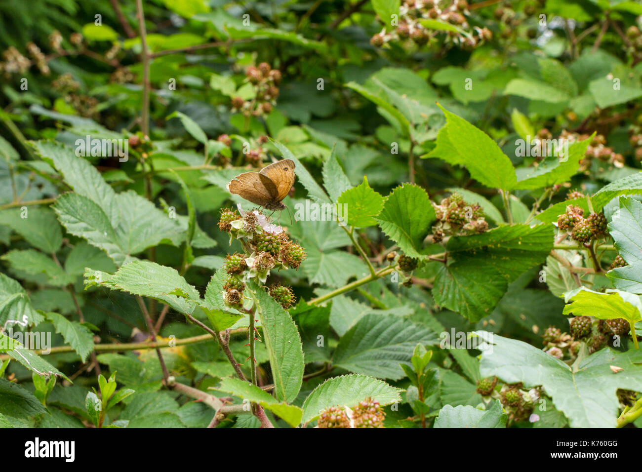 Meadow brown butterfly, Maniola jurtina, feeding on a blackberry flower on a blackberry bush growing in an english woodland Stock Photo