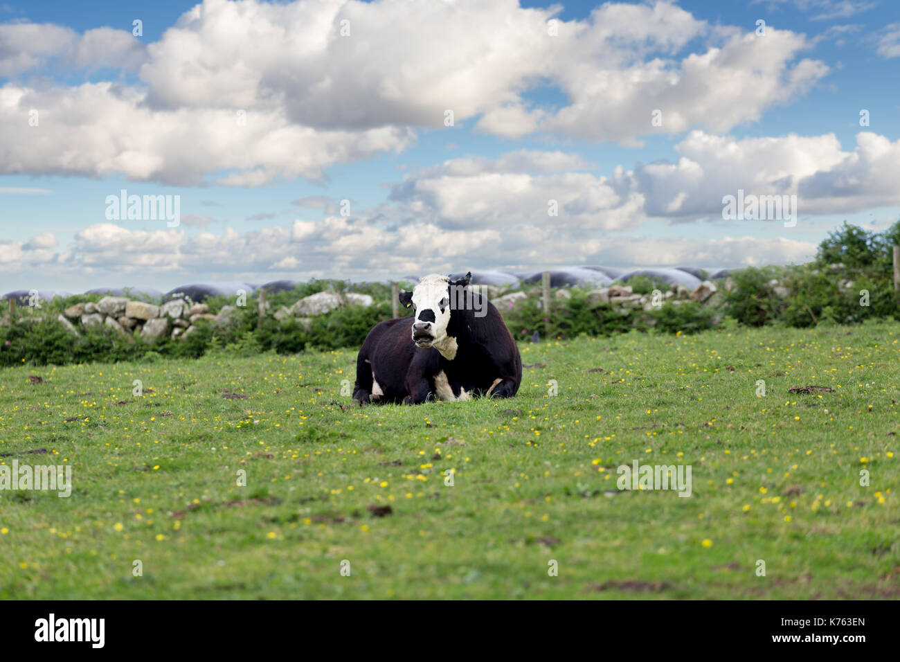 Perfect farm cows on a green meadow field Stock Photo - Alamy