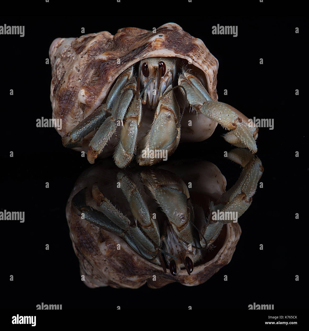 close up square photograph head on of a hermit crab emerging from its host shell with a reflection and black background Stock Photo