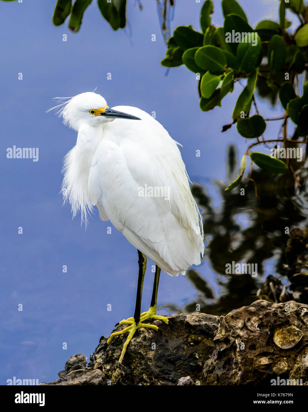 snowy egret looking to his left at something that caught his attention Stock Photo