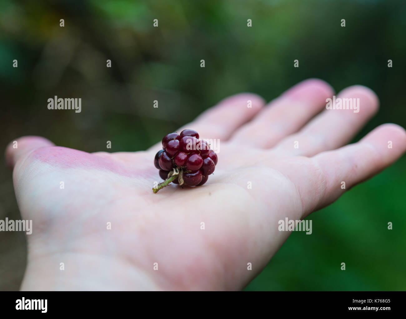 Hand holding a blackberry Stock Photo
