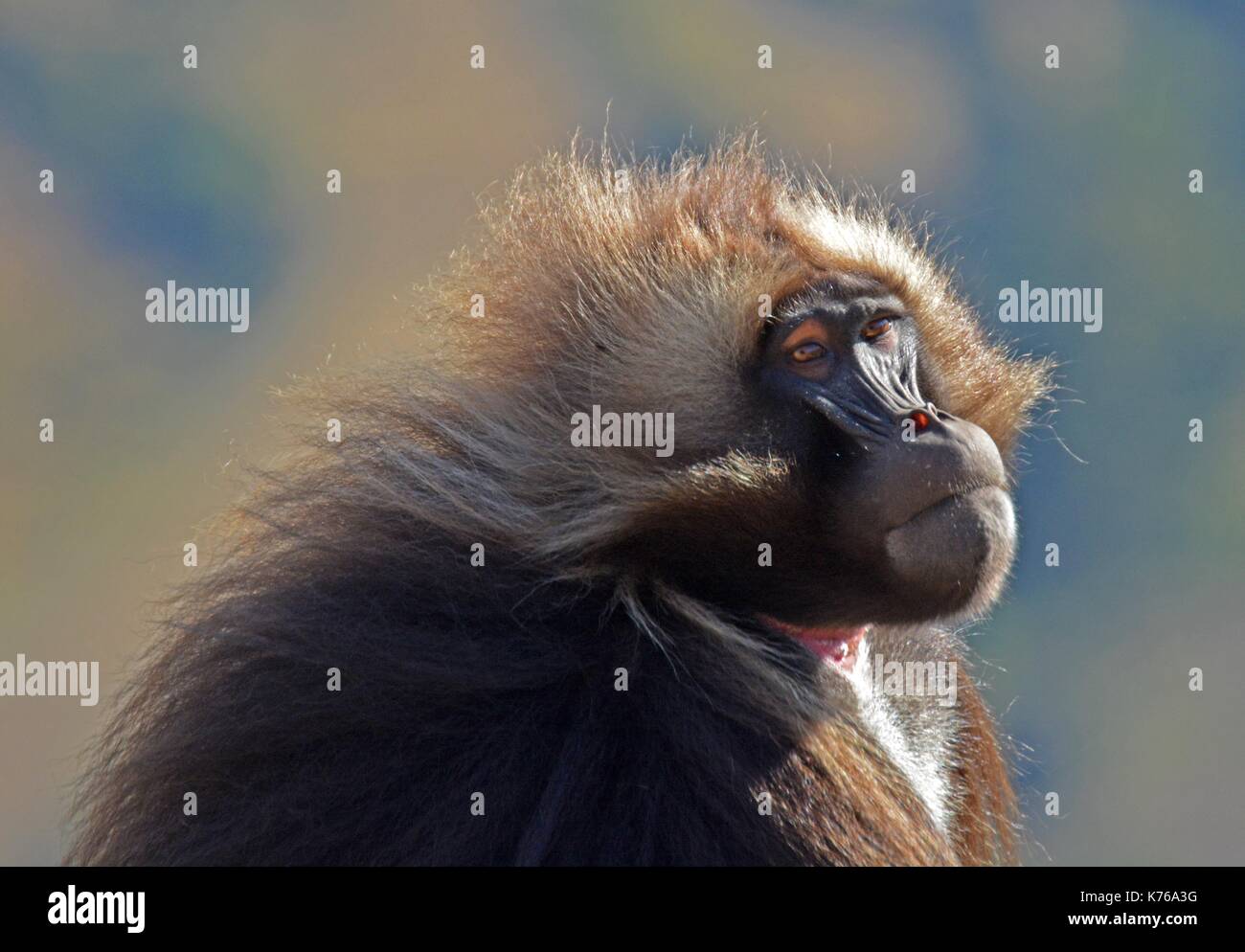 A portrait of a male Gelada Baboon. Taken in the Simien Mountains National Park, Ethiopia Stock Photo