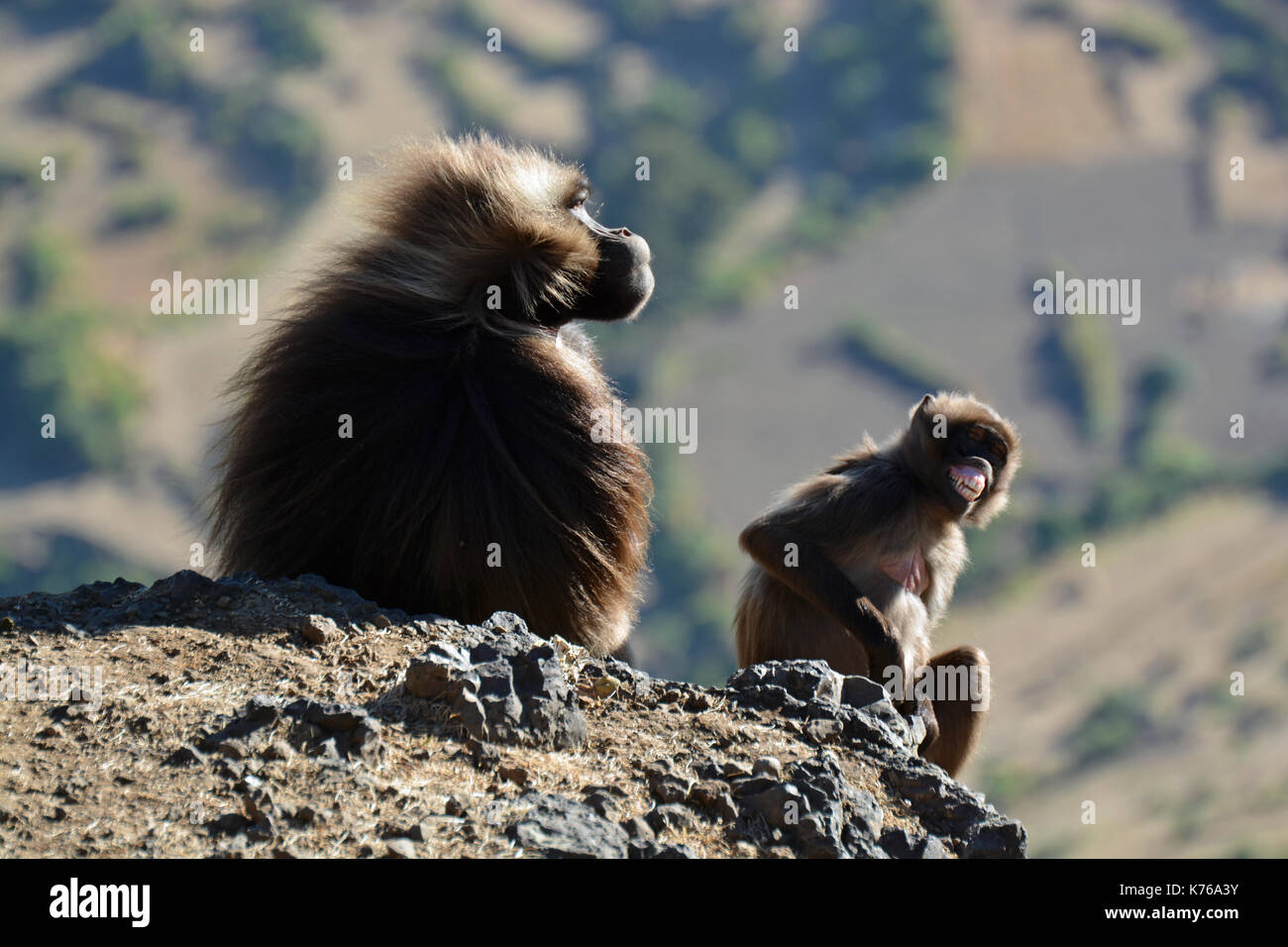 A young Gelada Baboon pulls a funny face. Taken in the Simien Mountains National Park Stock Photo