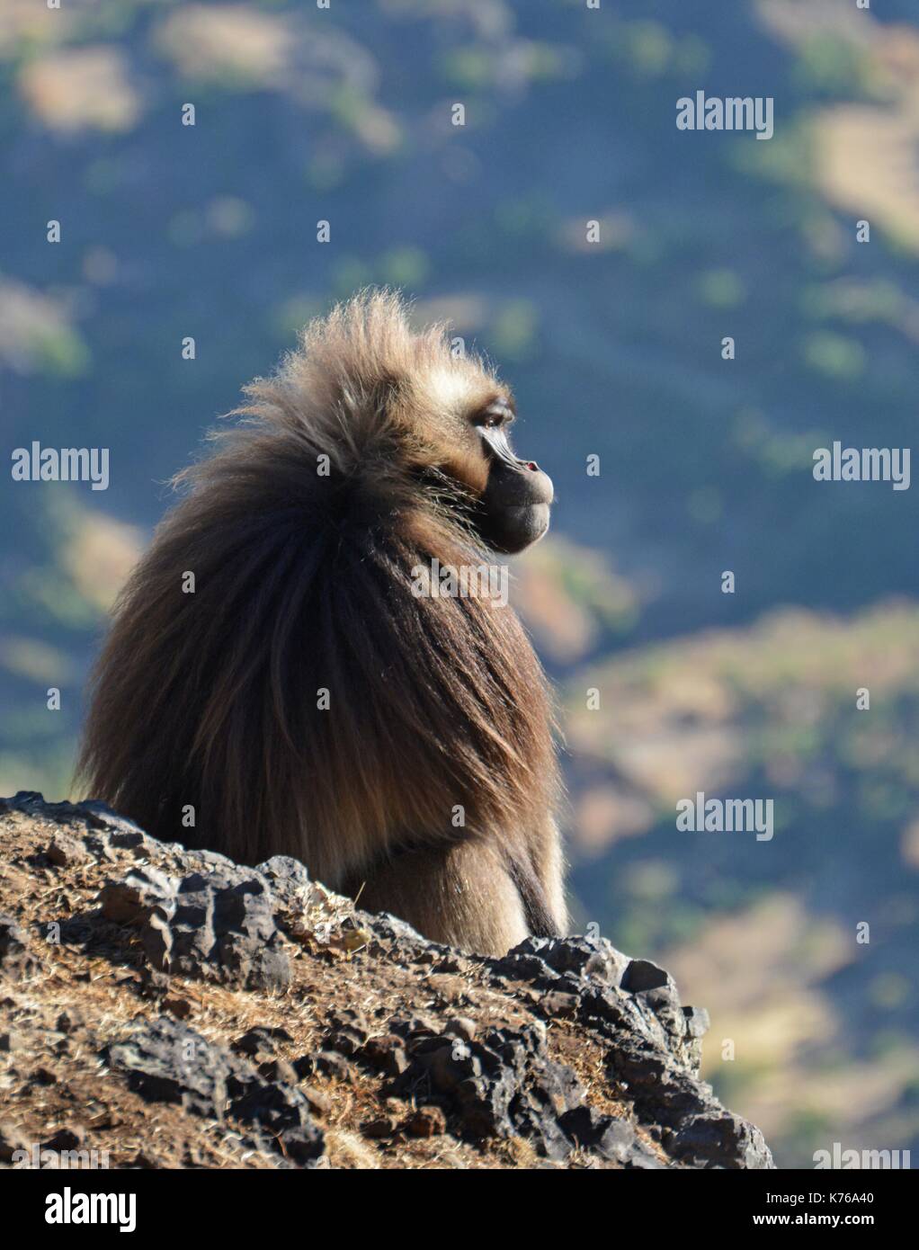 A male Gelada Baboon sits on a cliff ledge overlooking the Simien Mountains int Ethiopia. Stock Photo