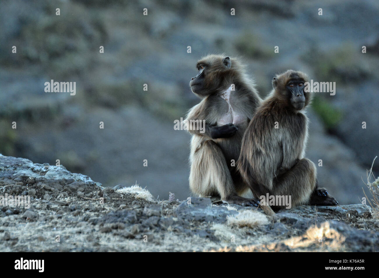 Two Gelada Baboons groom each other in the Simien Mountains National Park, Ethiopia Stock Photo