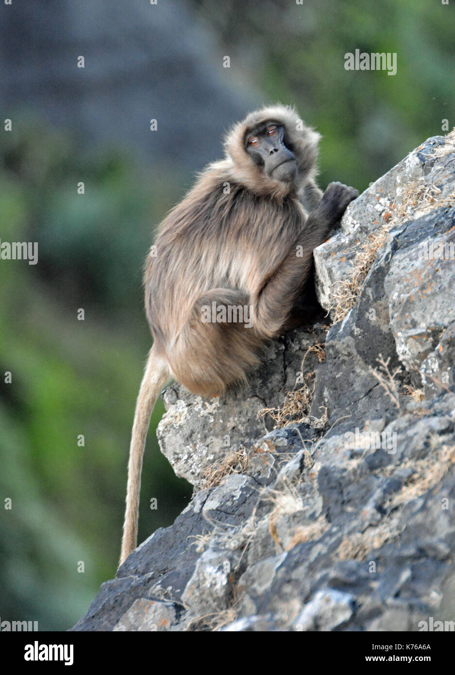 A female Gelada Baboon perches on a cliff face in the Simien Mountains National Park, Ethiopia Stock Photo