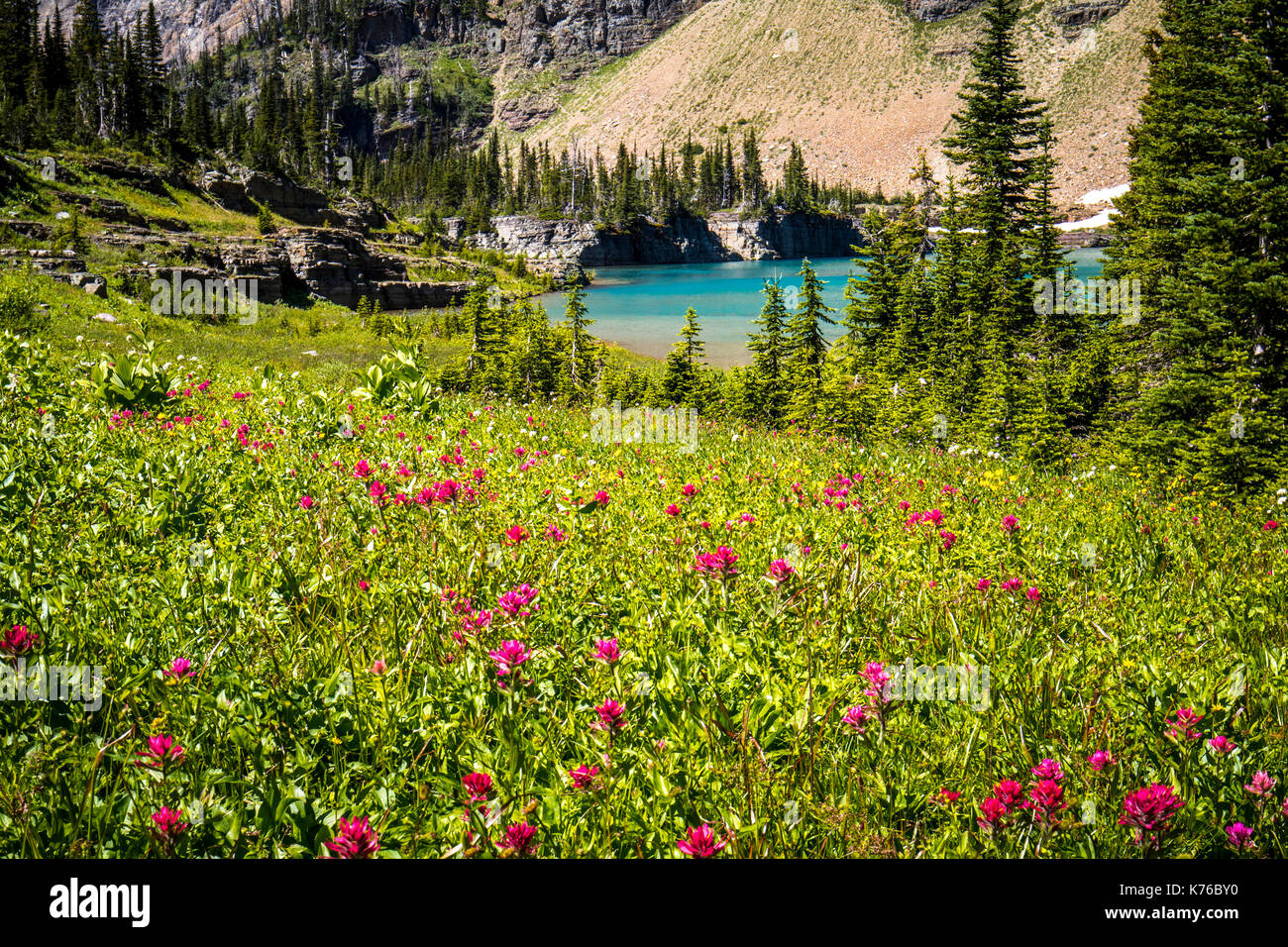 Wildlife wild flowers glacier national park landscapes Stock Photo - Alamy