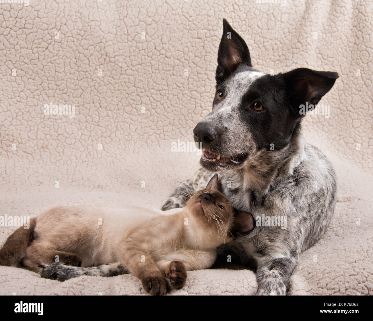 Young Siamese cat and a young dog lying together on a soft blanket, cat looking at the dog Stock Photo