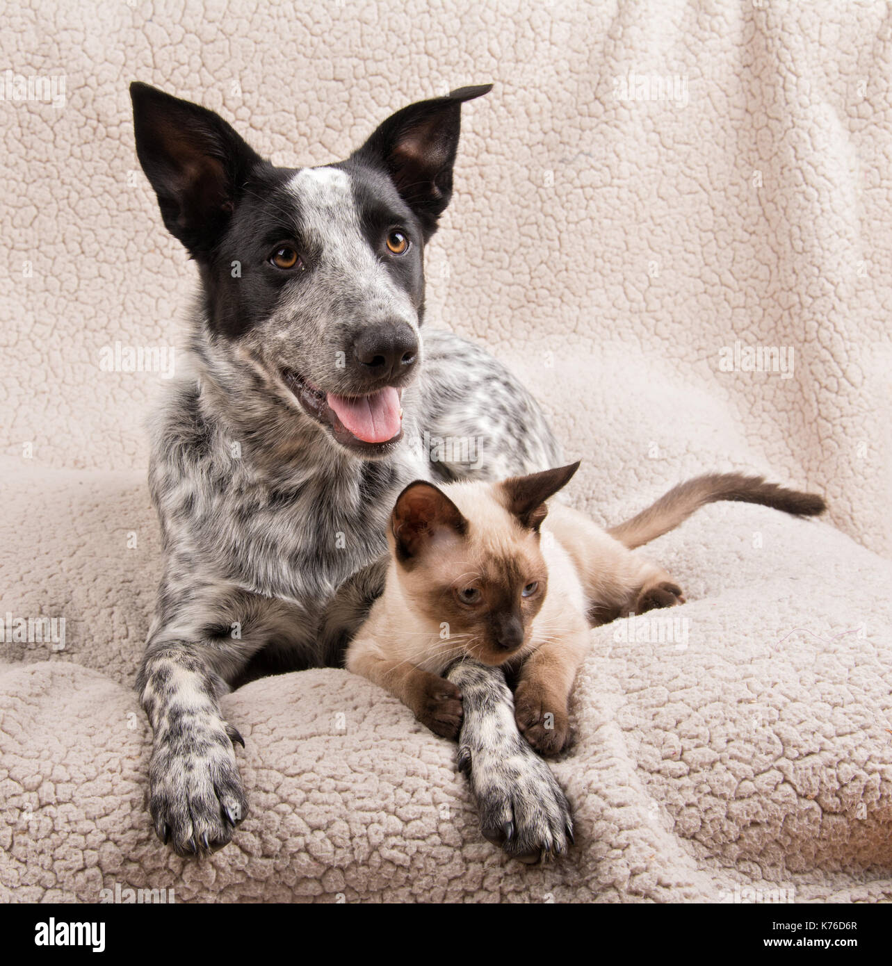 Texas heeler dog and a young Siamese cat lying together on a soft blanket Stock Photo