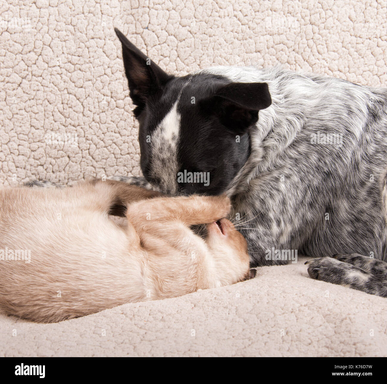 Young dog and cat gently play fighting Stock Photo