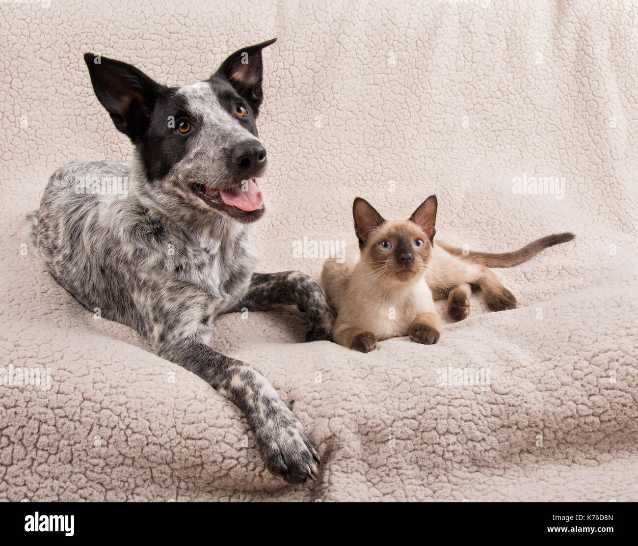 Young dog and cat lying side by side on a soft blanket, looking to the right of the viewer Stock Photo