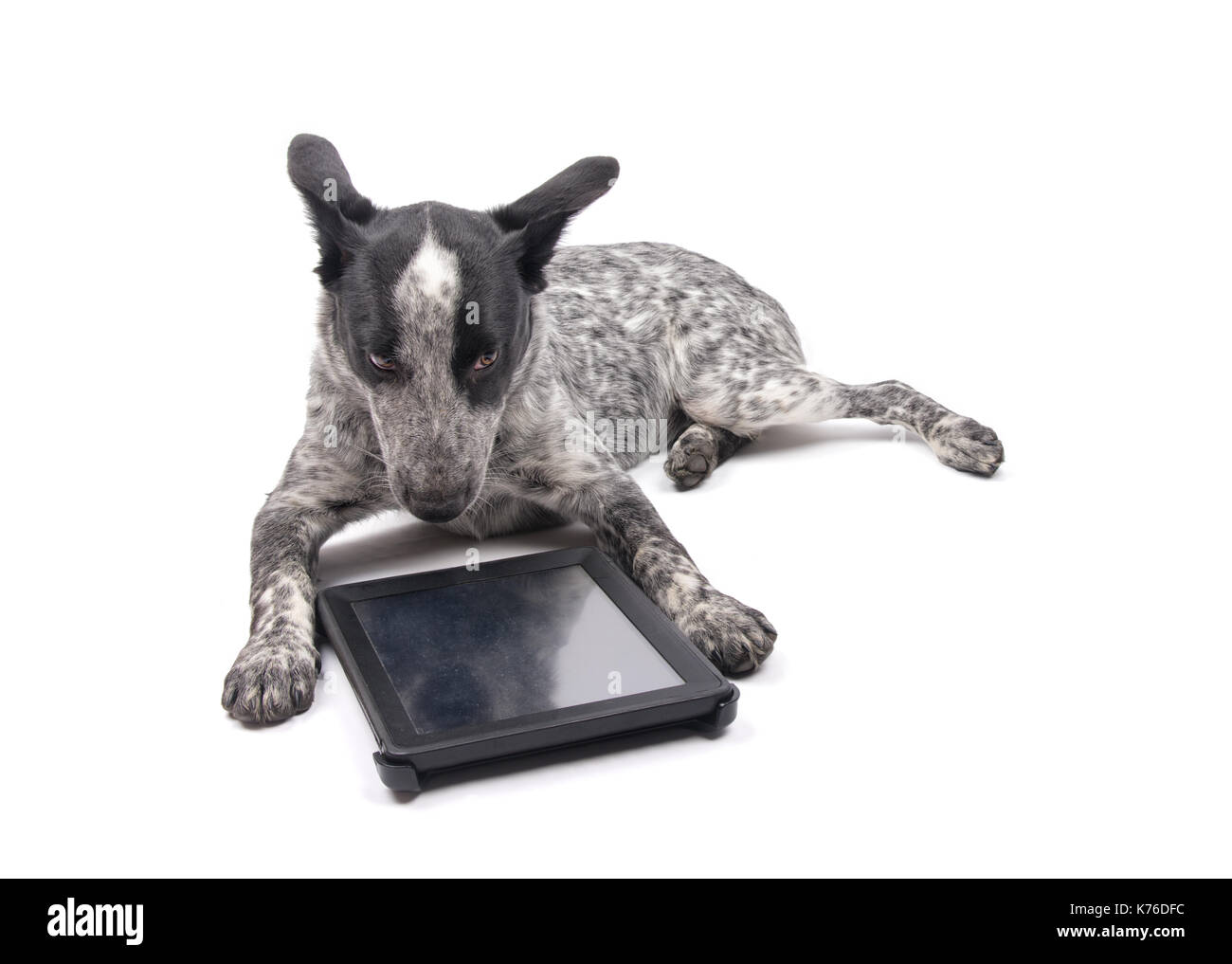 Texas Heeler dog lying in front of a computer tablet, with a dubious look on her face, on white Stock Photo