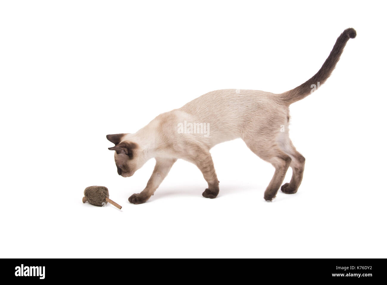 Young Siamese cat walking towards a toy mouse, on white Stock Photo