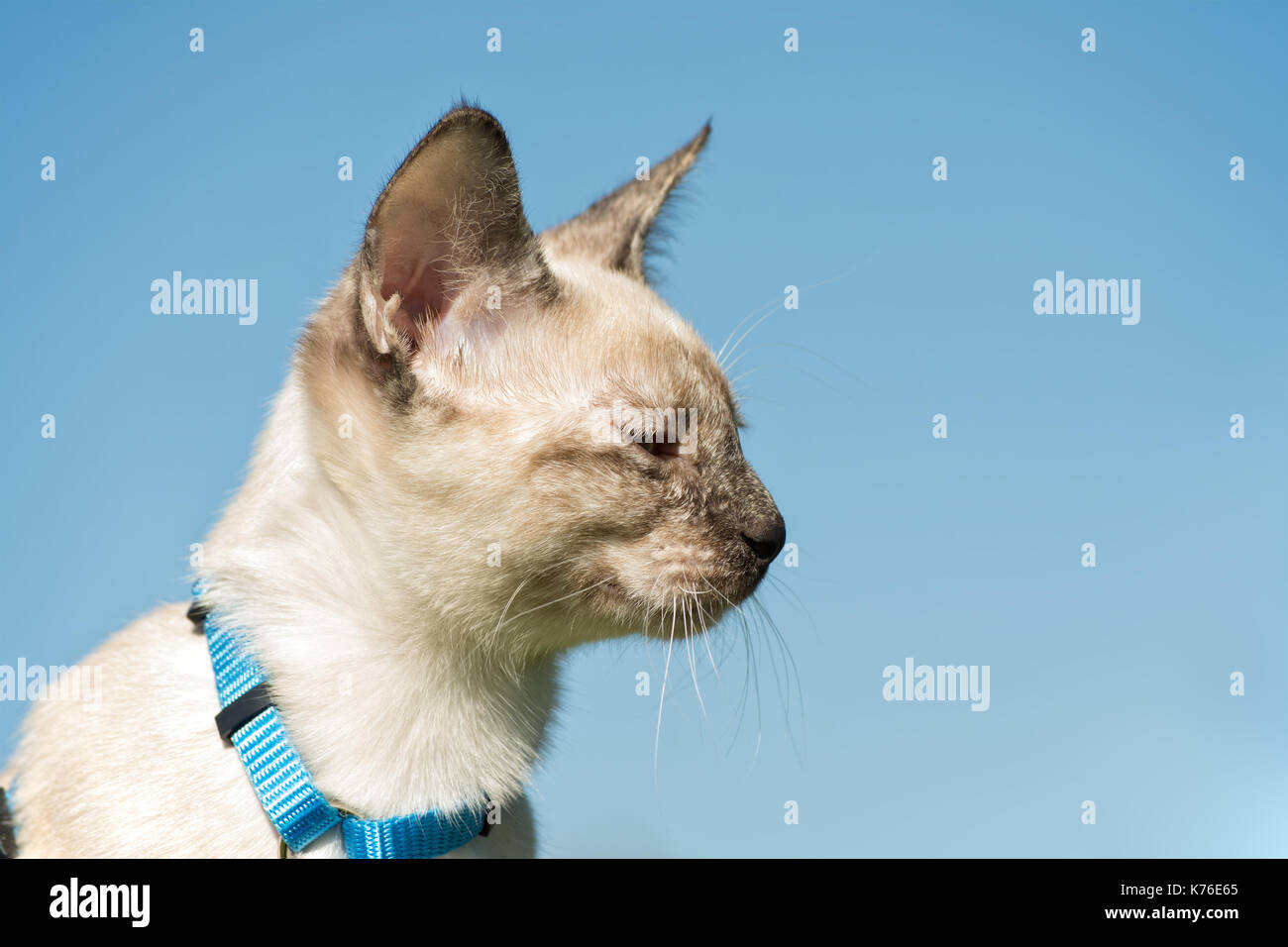Profile of a tortie point Siamese kitten in blue harness against blue sky Stock Photo