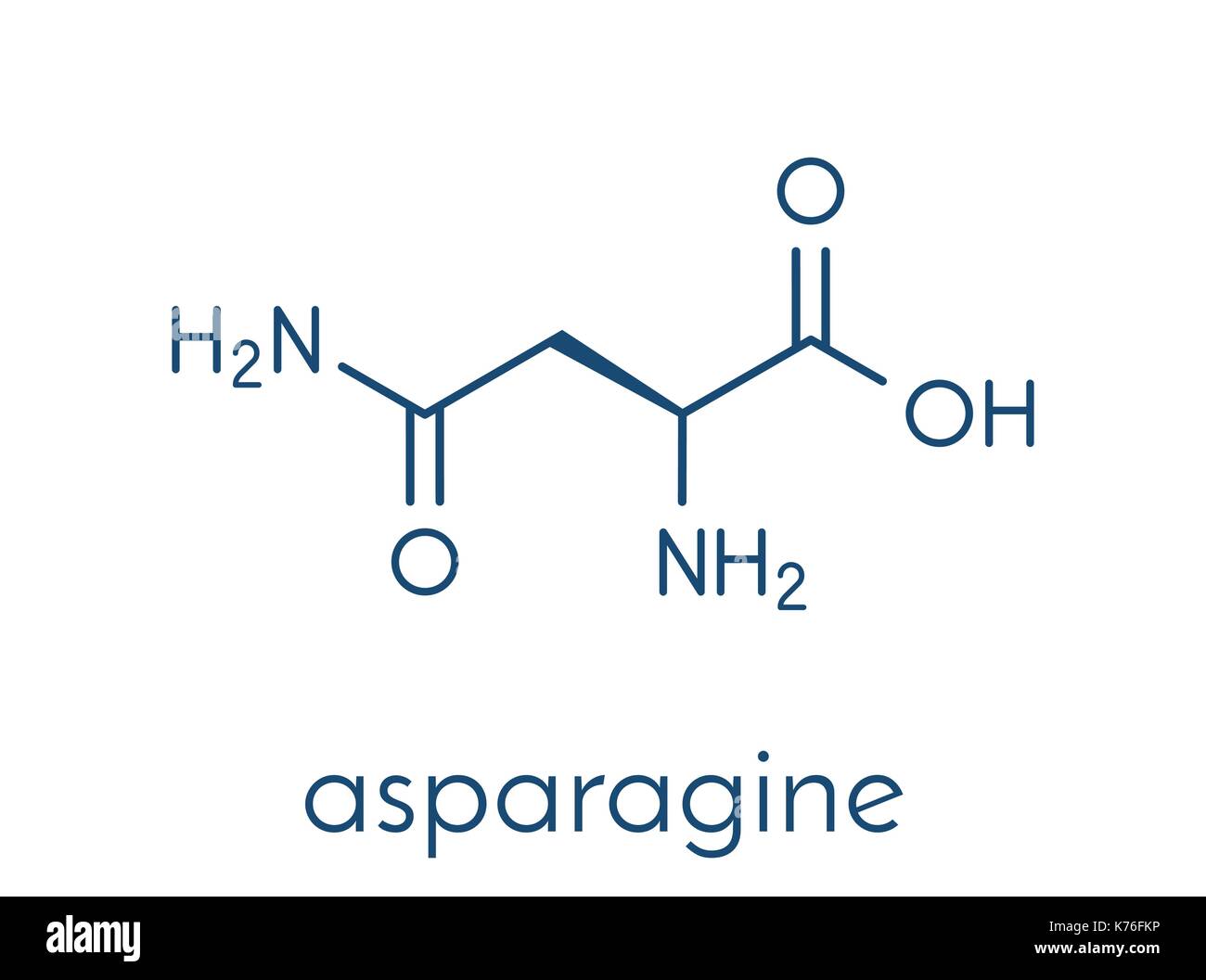 Asparagine (L-asparagine, Asn, N) amino acid molecule. Skeletal formula. Stock Vector