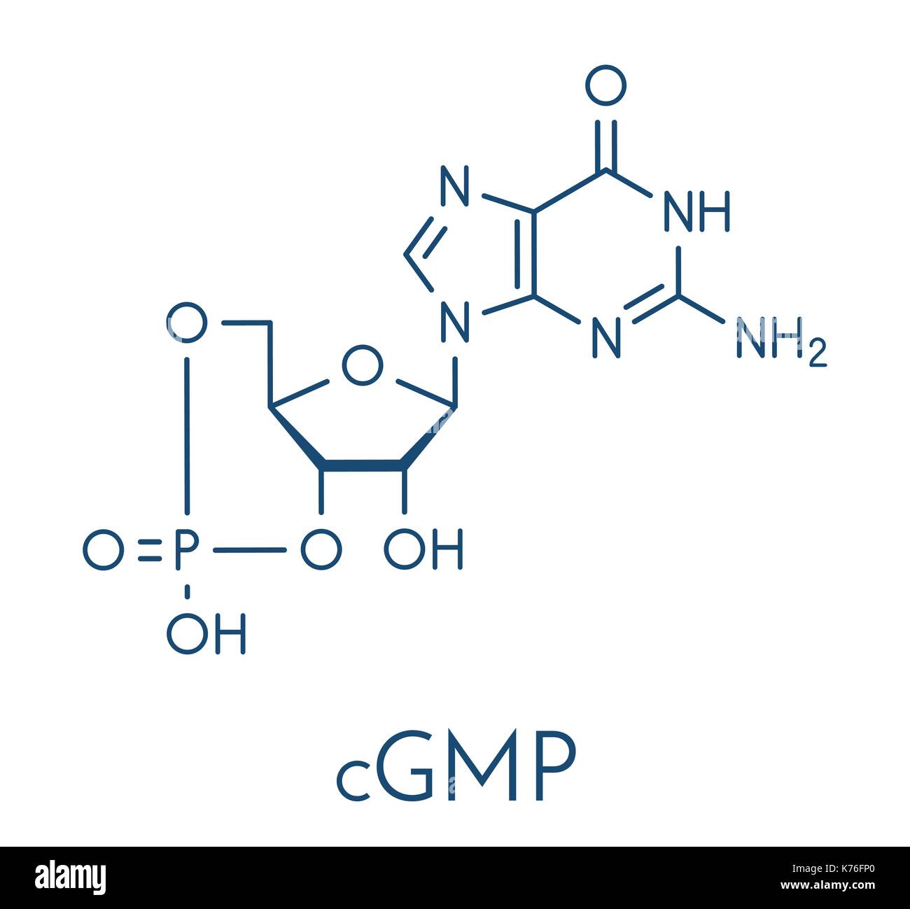 Cyclic guanosine monophosphate (cGMP) molecule Important second Cyclic guanosine monophosphate (cGMP) molecule Important second