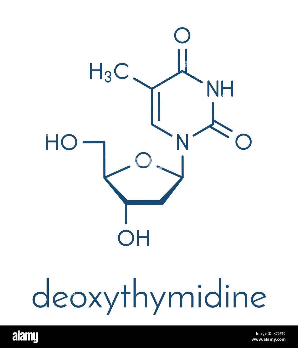 Thymidine (deoxythymidine) nucleoside molecule. DNA building block