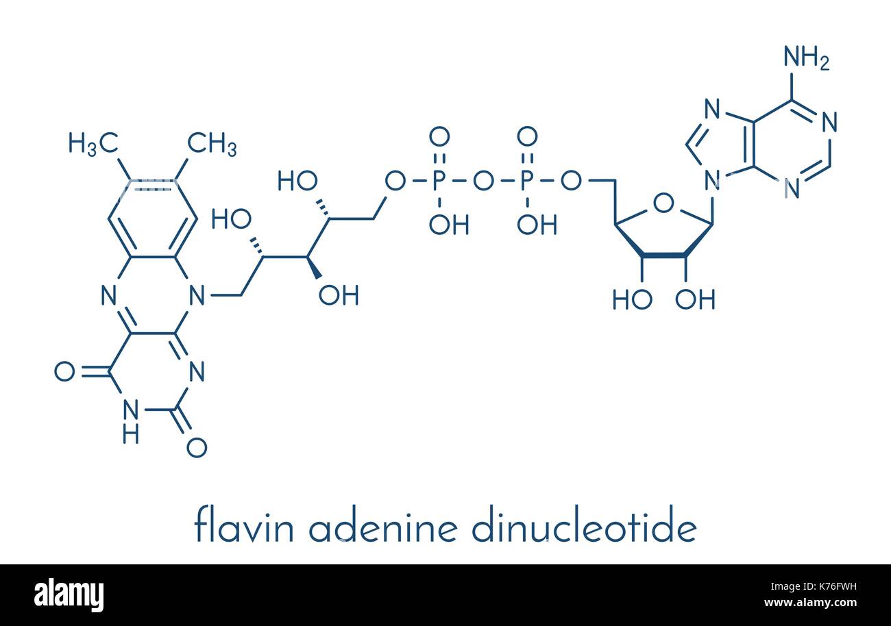 Flavin adenine dinucleotide hi-res stock photography and images - Alamy
