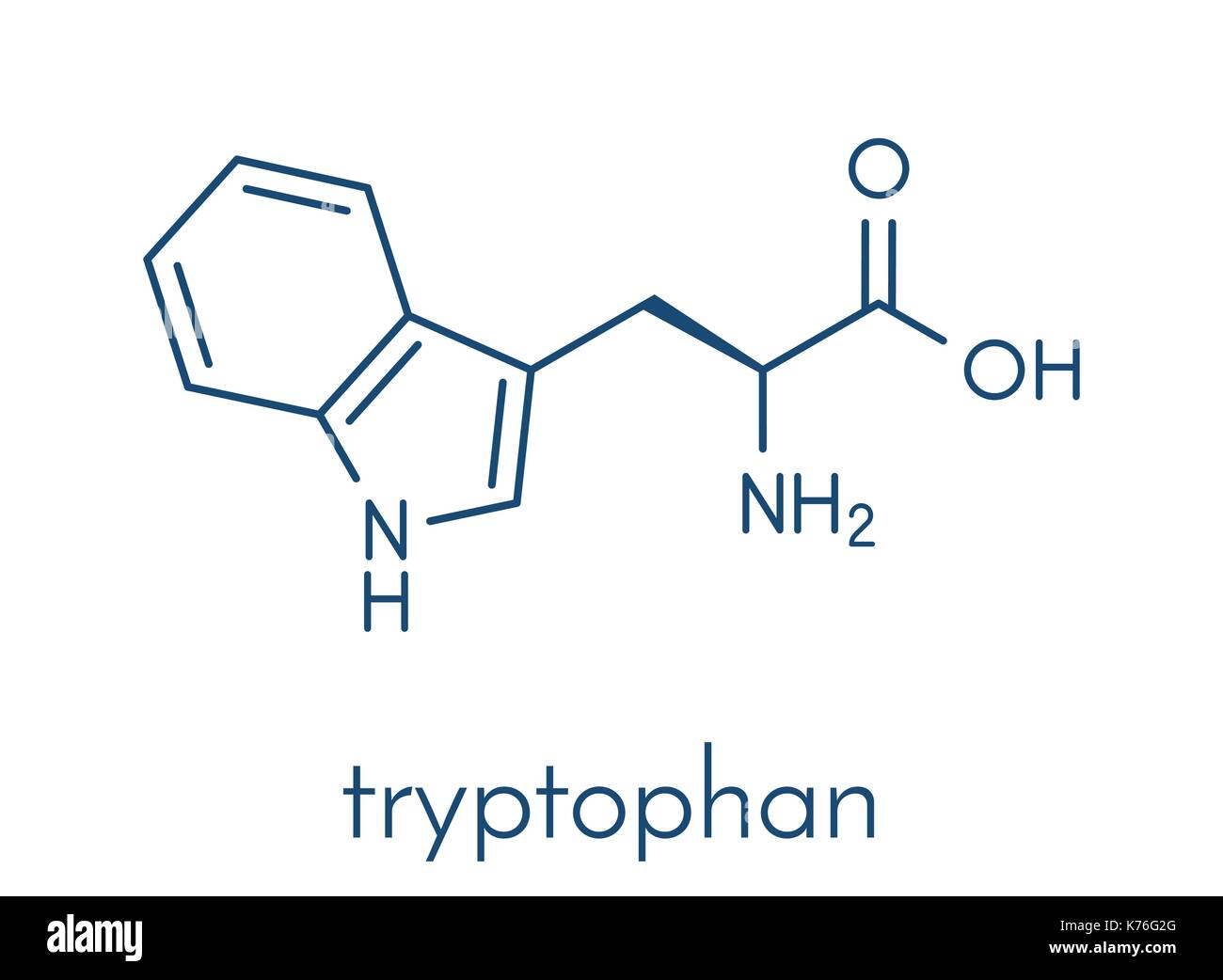 Tryptophan (ltryptophan, Trp, W) amino acid molecule. Skeletal formula