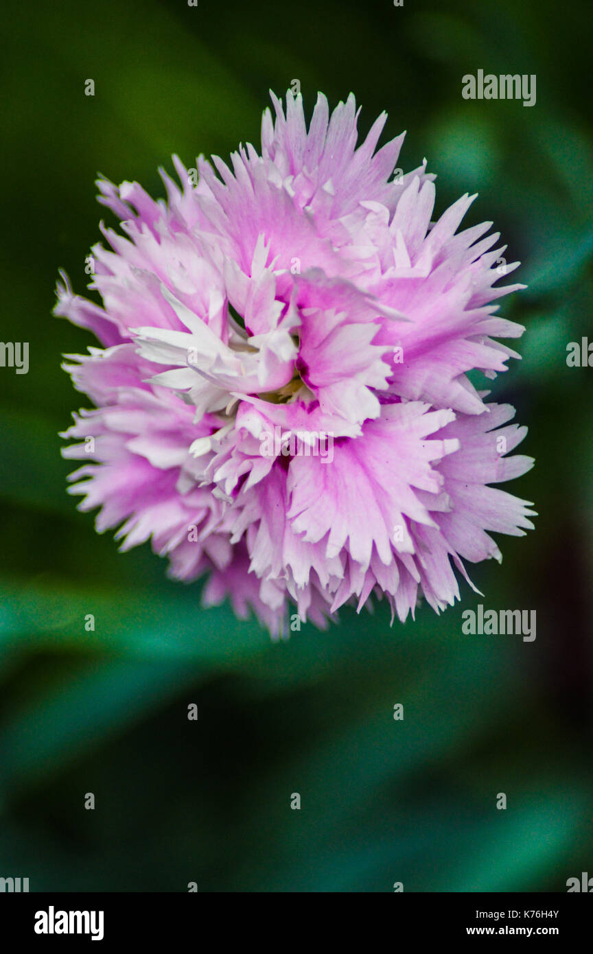 Pretty Pink Flower Stock Photo