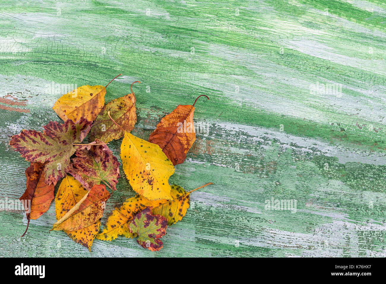 Autumn dry multicolor leaves. heap of dead leaf Isolated on green wooden background with copy space. Stock Photo