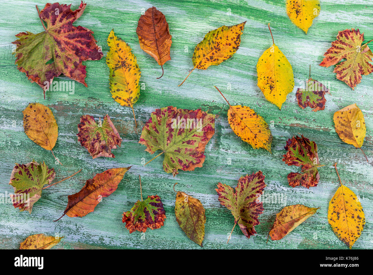 Autumn leaves on a wooden background with green planks with colorful ...