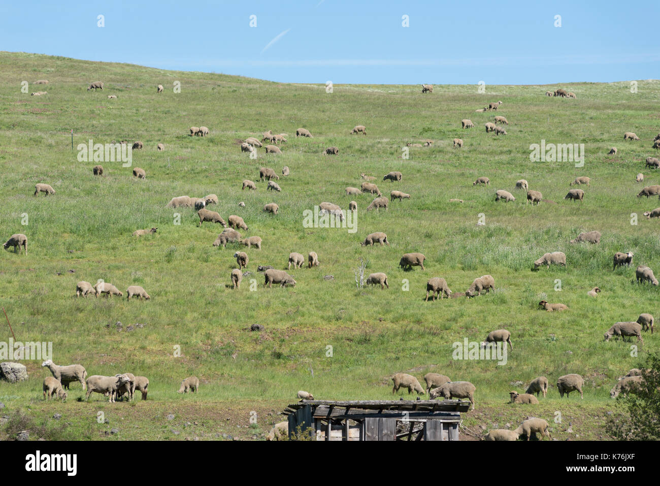 Sheep grazing in Northeastern Oregon. Stock Photo
