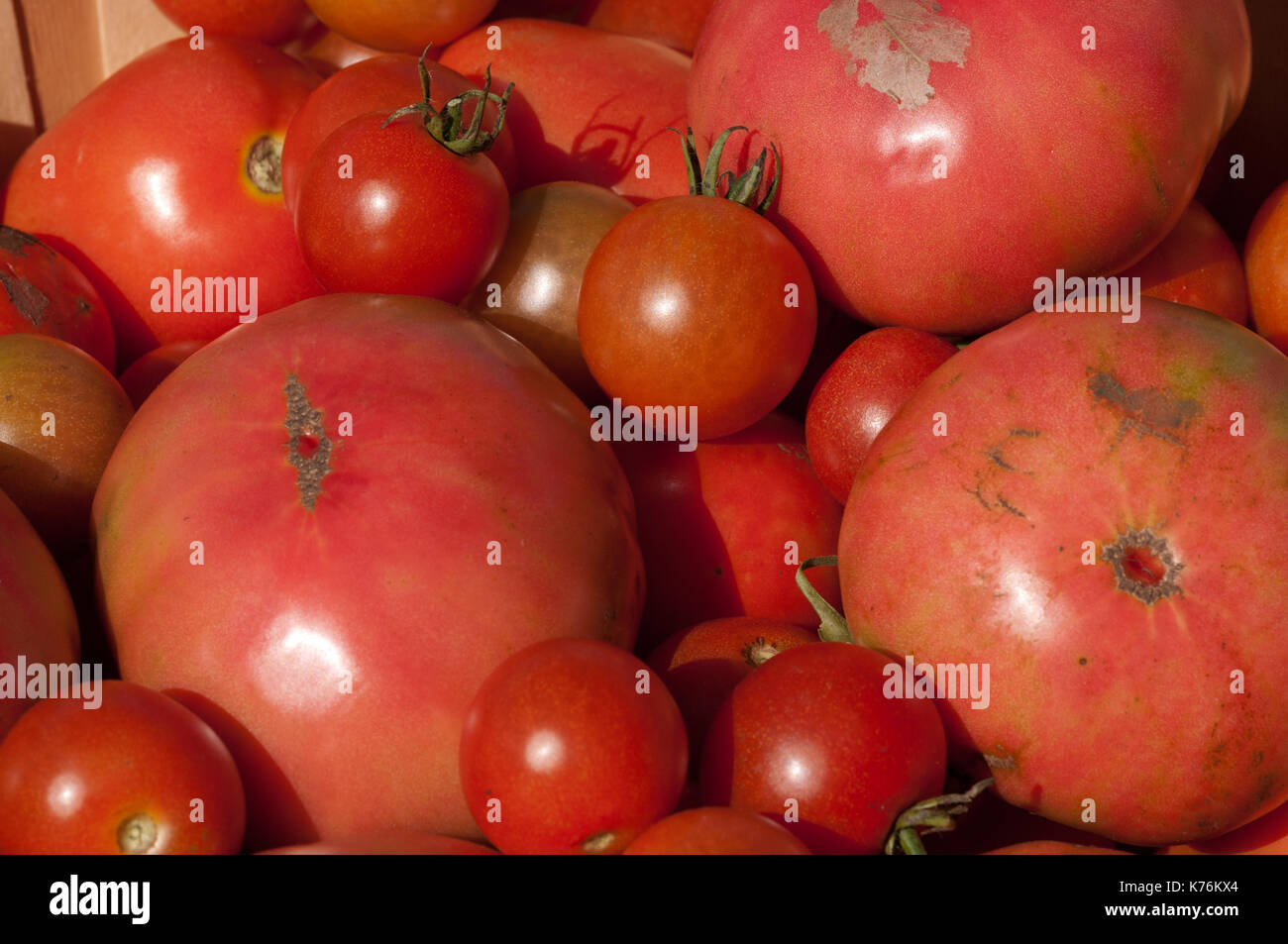 Bushel of tomatoes hires stock photography and images Alamy
