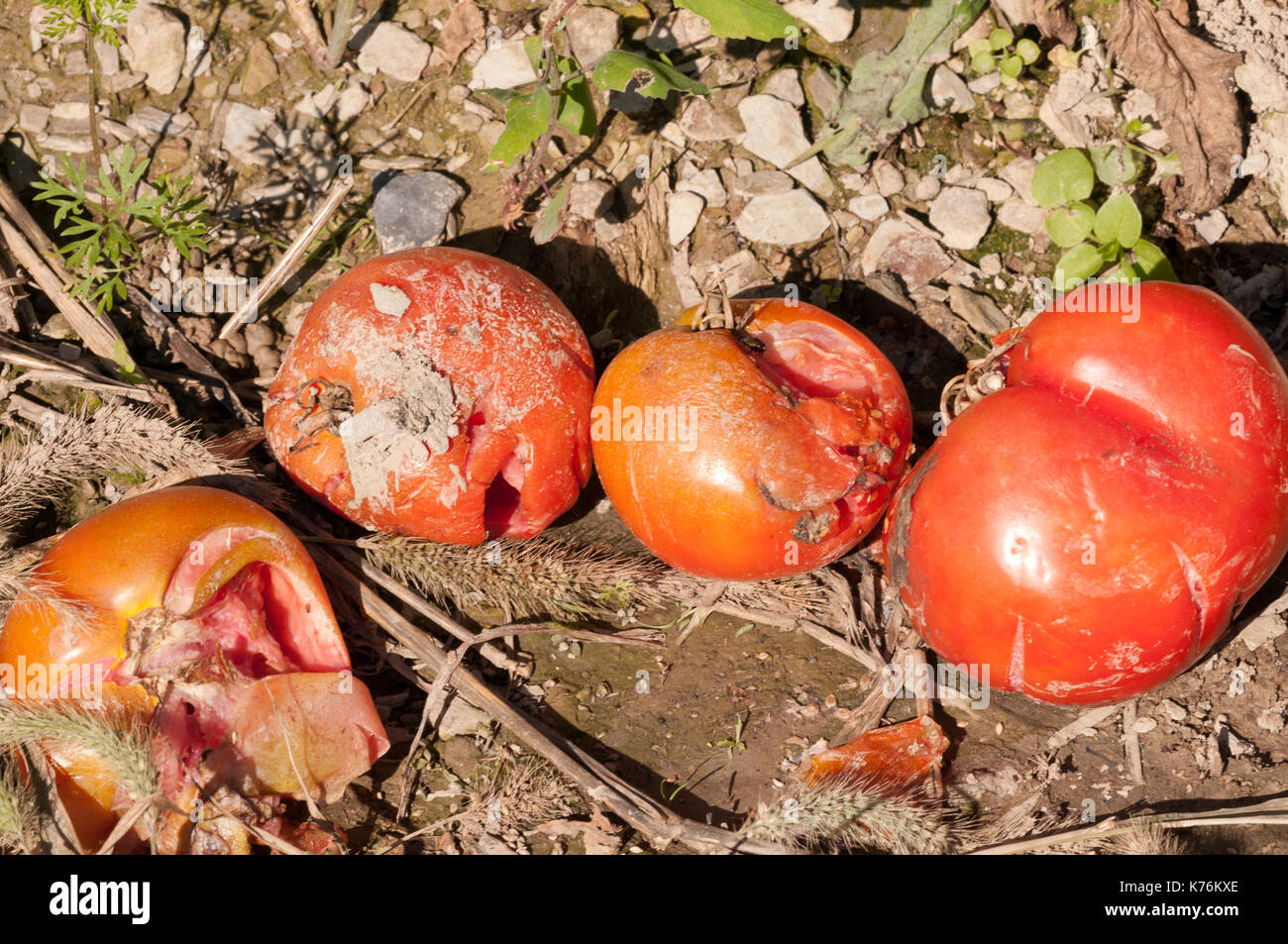 Past-ripe red tomatoes crushed on the ground at harvest time. Stock Photo