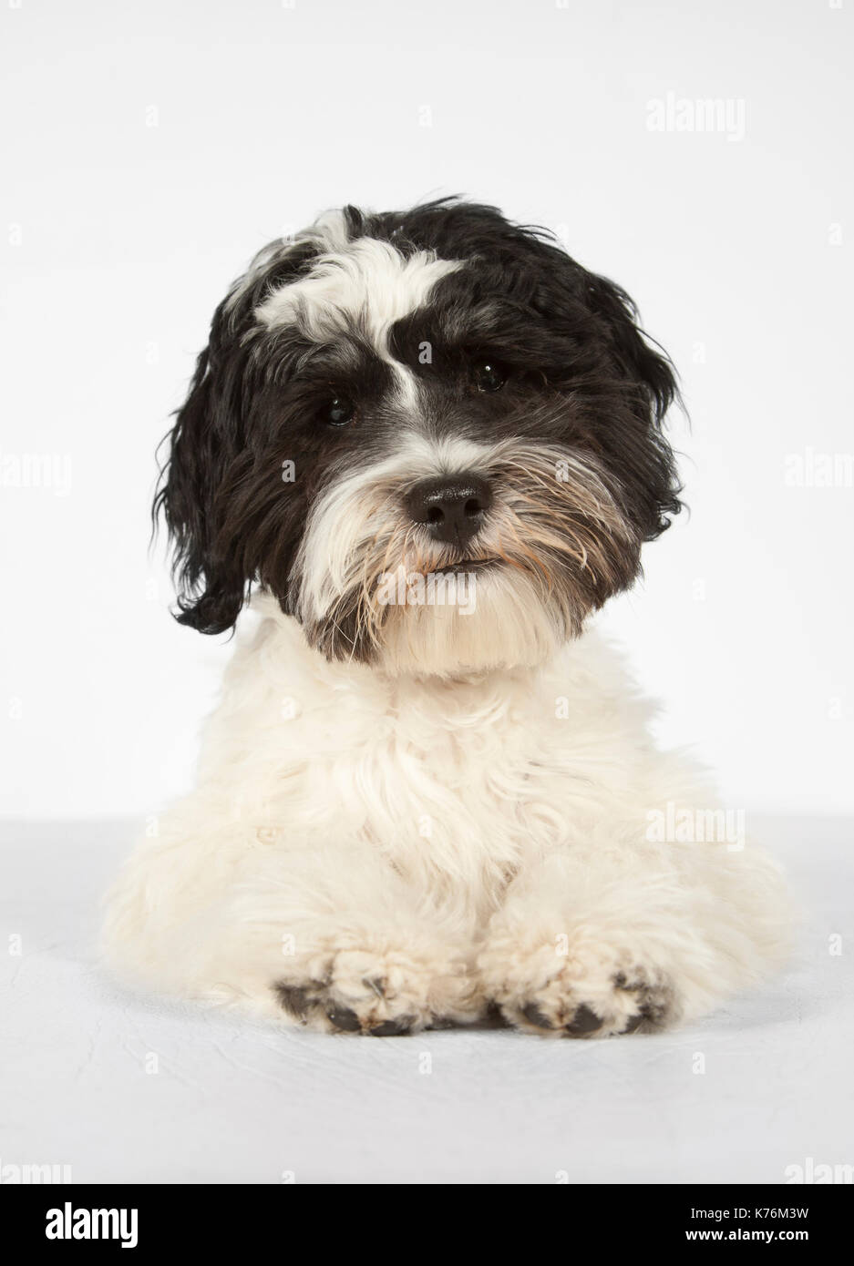 Portrait of a Dog Stock Photo