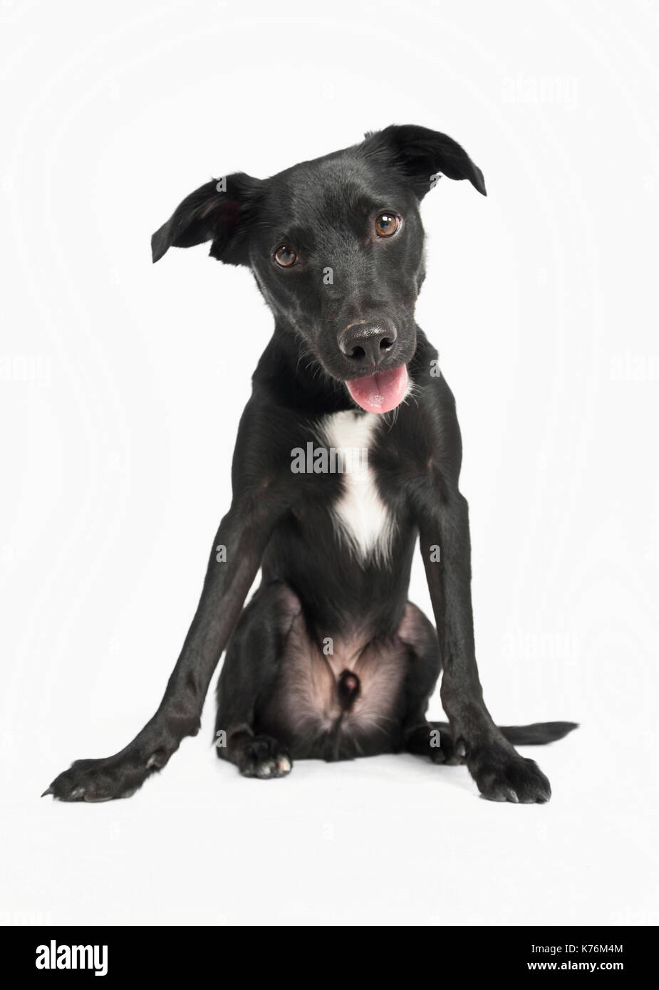Portrait of a Dog Stock Photo