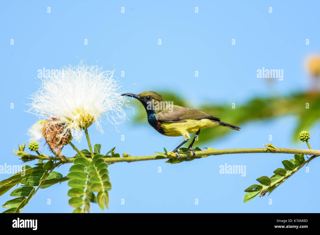 Olivebacked sunbird holding brach to eat white flower nectar Stock