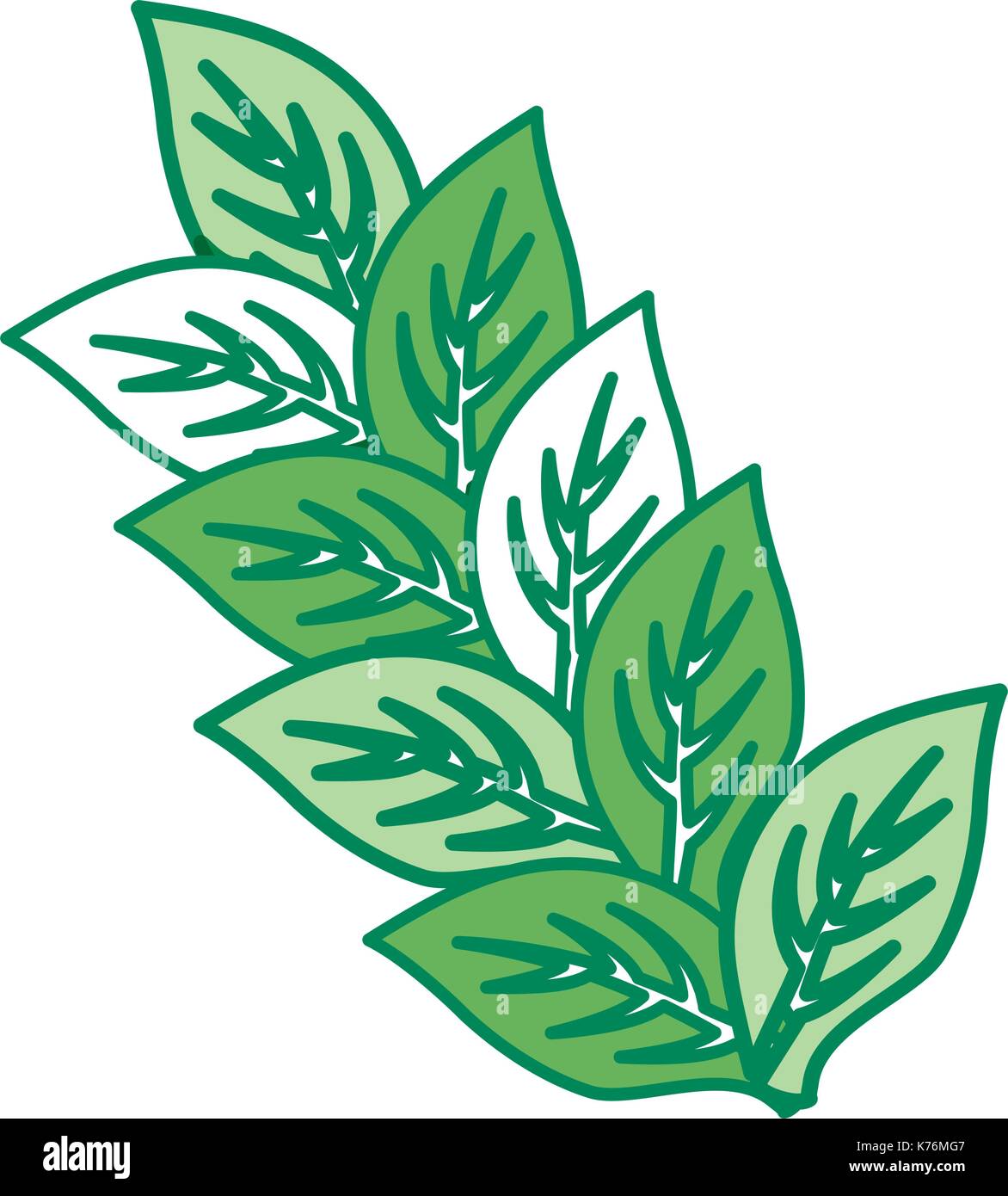 leaves icon over white background colorful design vector illustration ...
