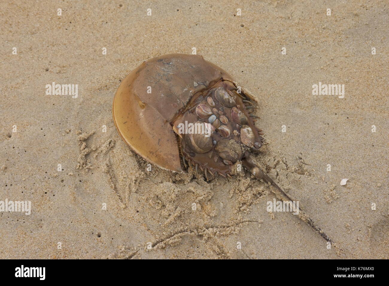 Atlantic Horseshoe Crab (Limulus polyphemus) on the beach at Cape