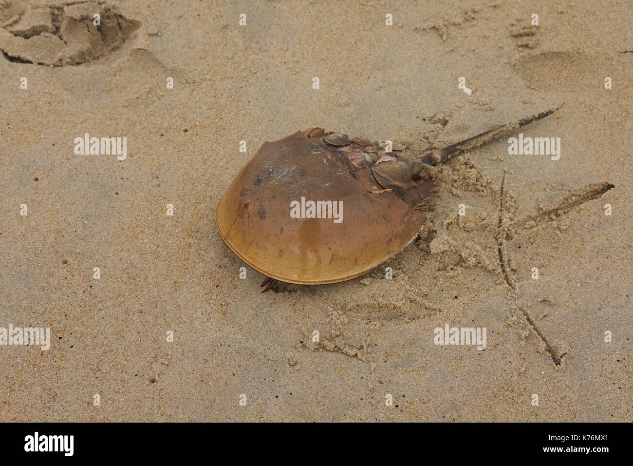 Atlantic Horseshoe Crab (Limulus polyphemus) on the beach at Cape