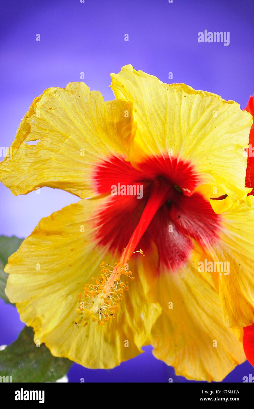 Yellow hibiscus is the Hawaii state flower since 1988 Stock Photo Alamy