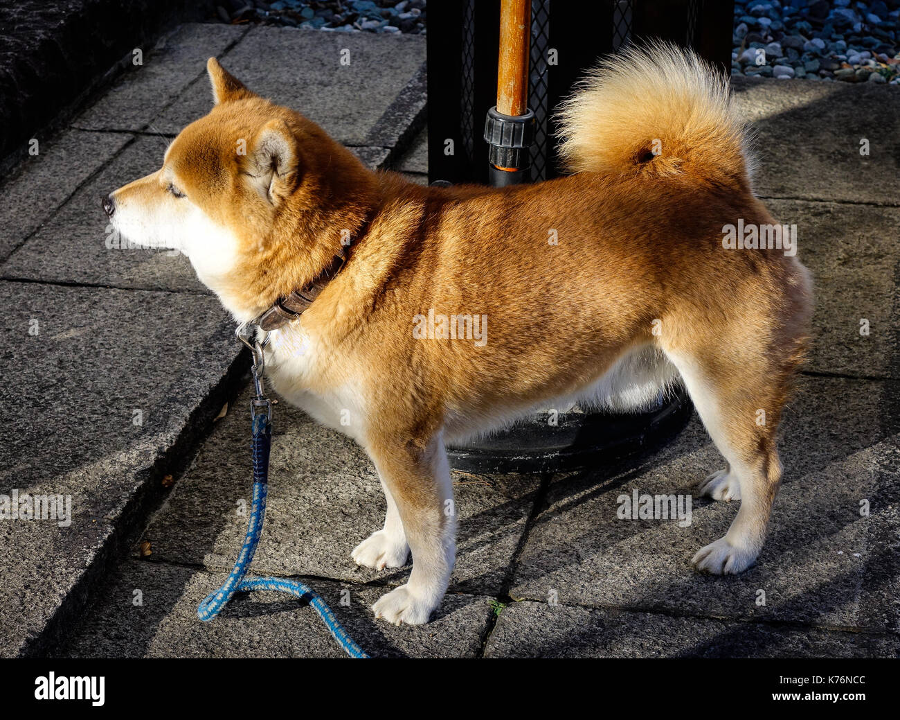 A Shiba Inu dog playing on street at sunny day in Nagano, Japan. Stock Photo