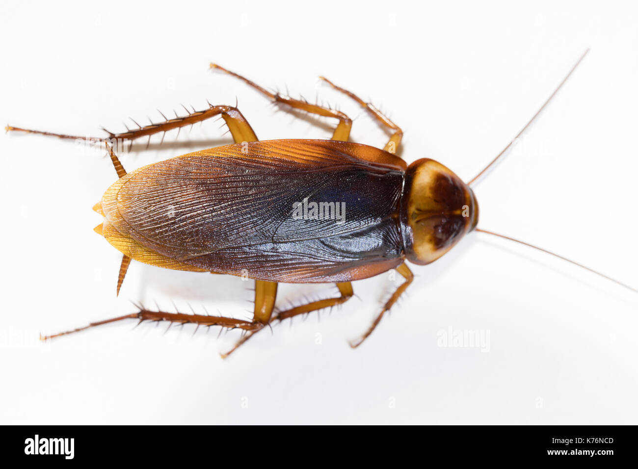 Dead Cockroach isolated on white background Stock Photo - Alamy