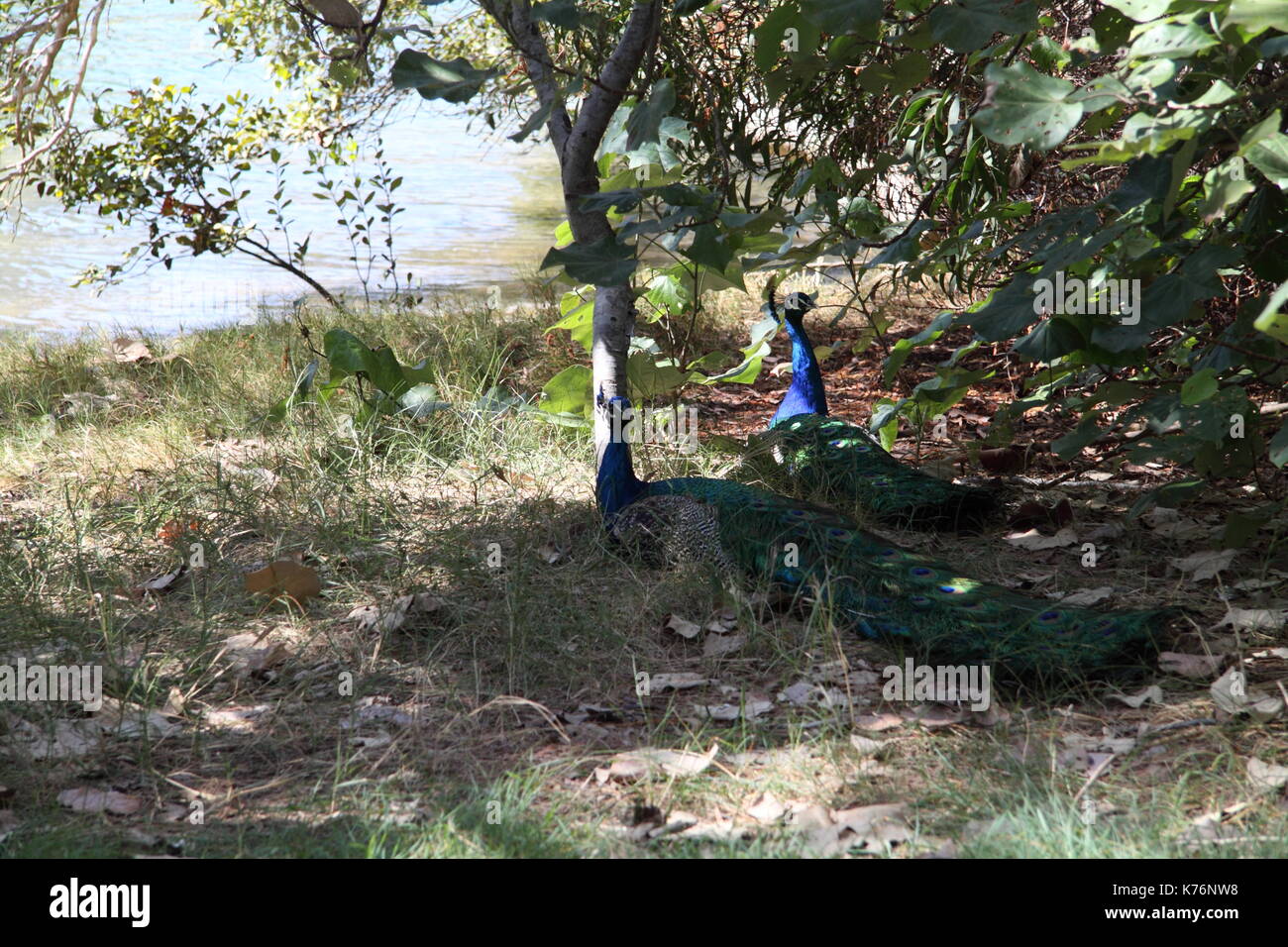 Indian Peacocks (Pavo Cristatus) resting under Cottonwood (Hibiscus Tiliaceus) Trees next to Nerang River Stock Photo