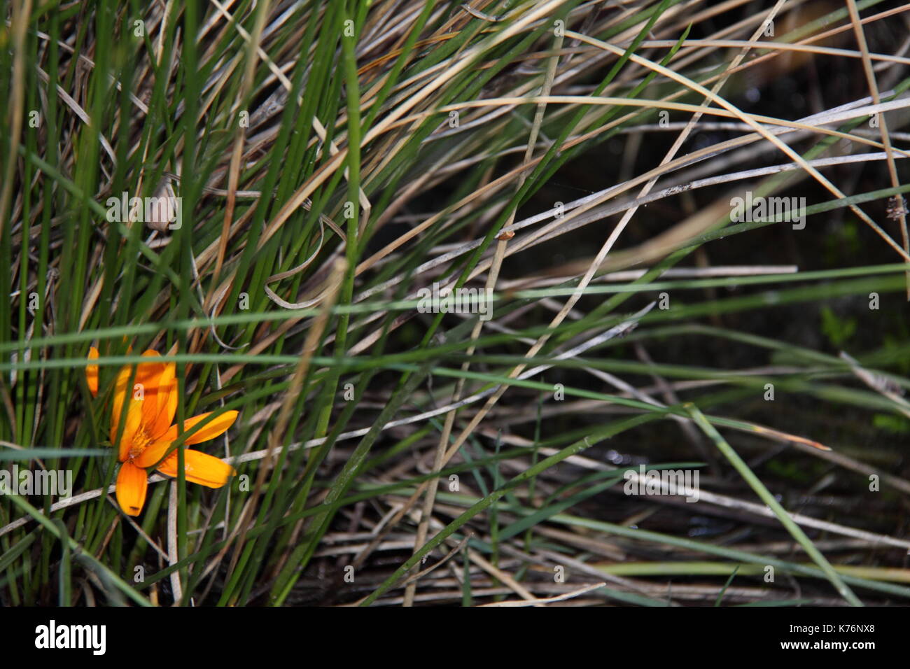 Australian Native Yellow Iris (Patersonia Umbrosa var. Xanthina) Stock Photo