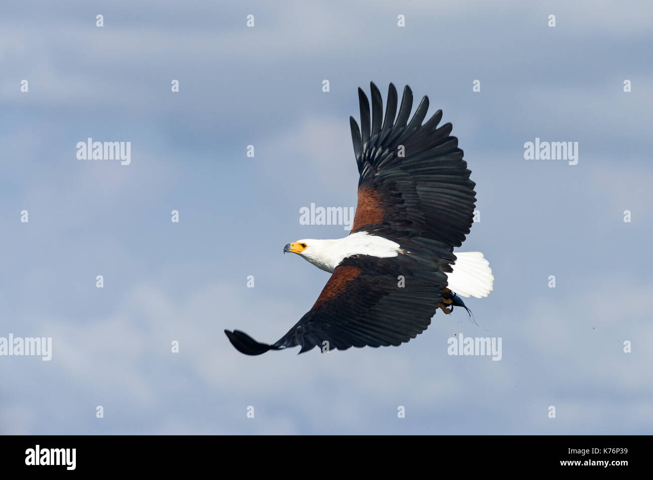 African fish eagle (Haliaeetus vocifer) flying, Lake Naivasha, Kenya ...