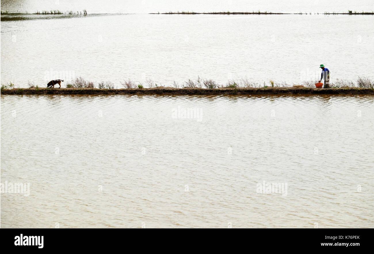 Man catch fish on flooded field when flooding season, farm filled with water, farmer catching fish by fishing net at Mekong Delta, Vietnam Stock Photo