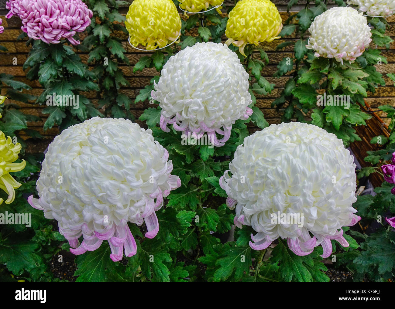 Japanese Chrysanthemum High Resolution Stock Photography and Images Alamy