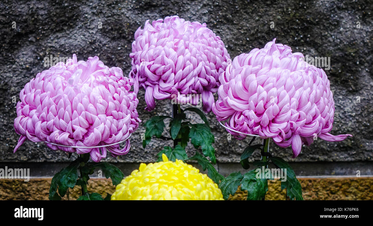 Japanese Chrysanthemum Stock Photos & Japanese Chrysanthemum Stock