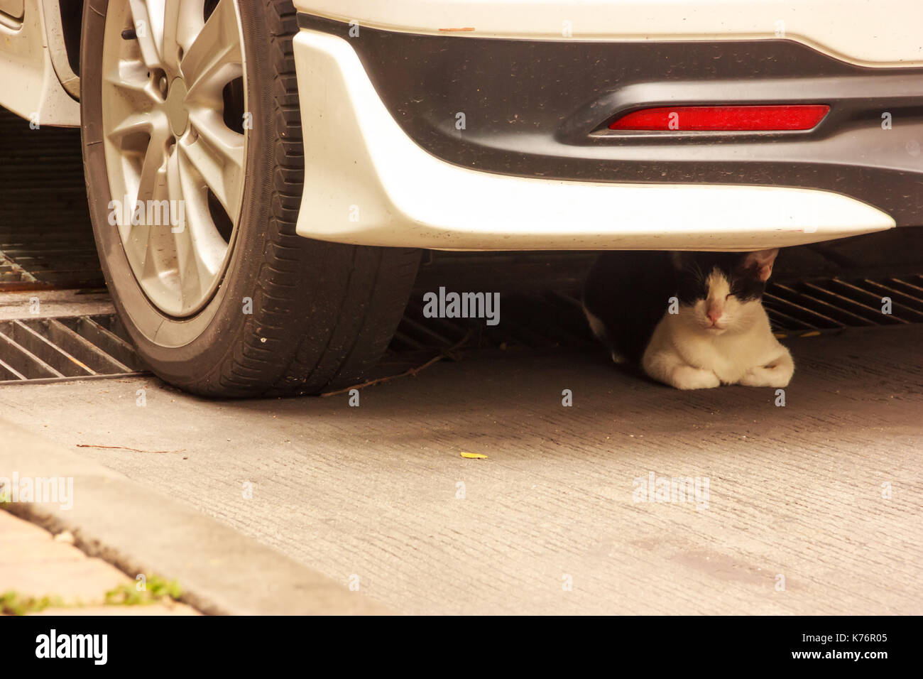 Black and white cat napping on floor under a car in daytime. Stock Photo
