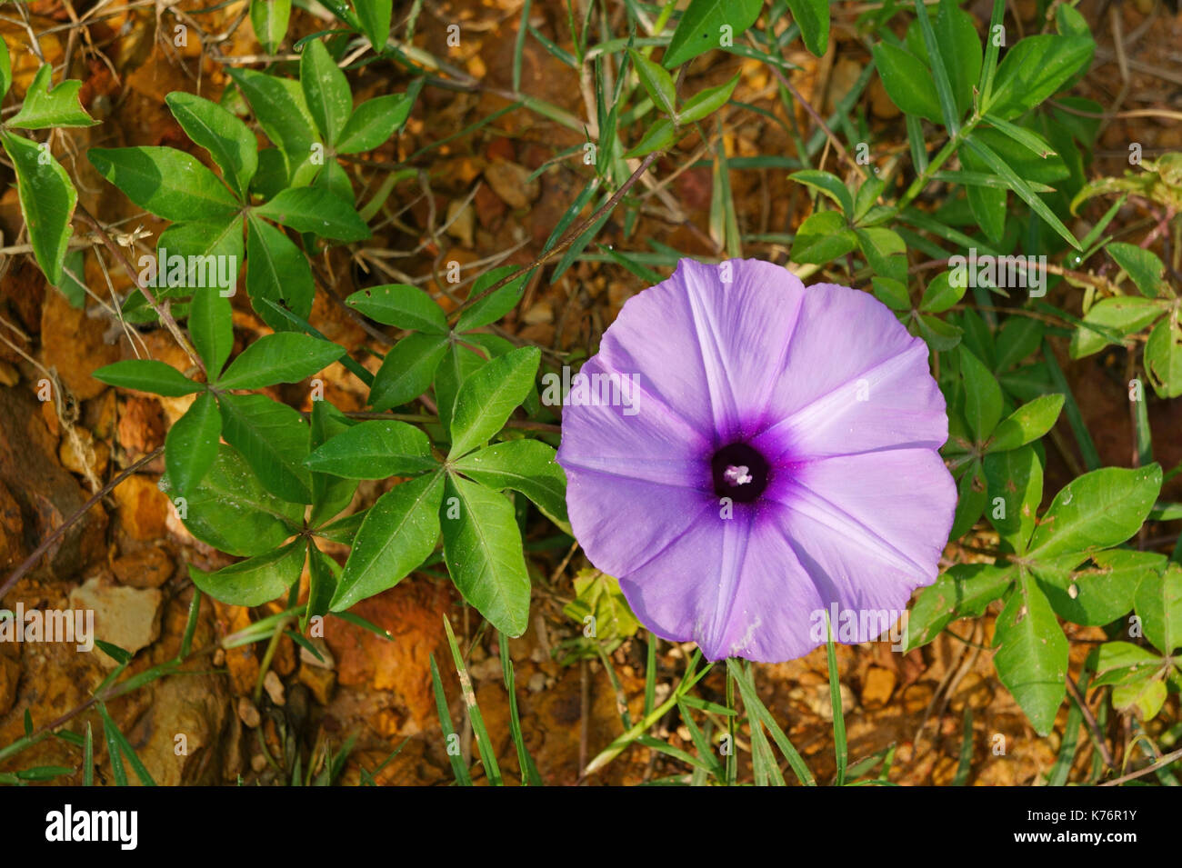 Morning glory flower bloom close to the ground Stock Photo Alamy