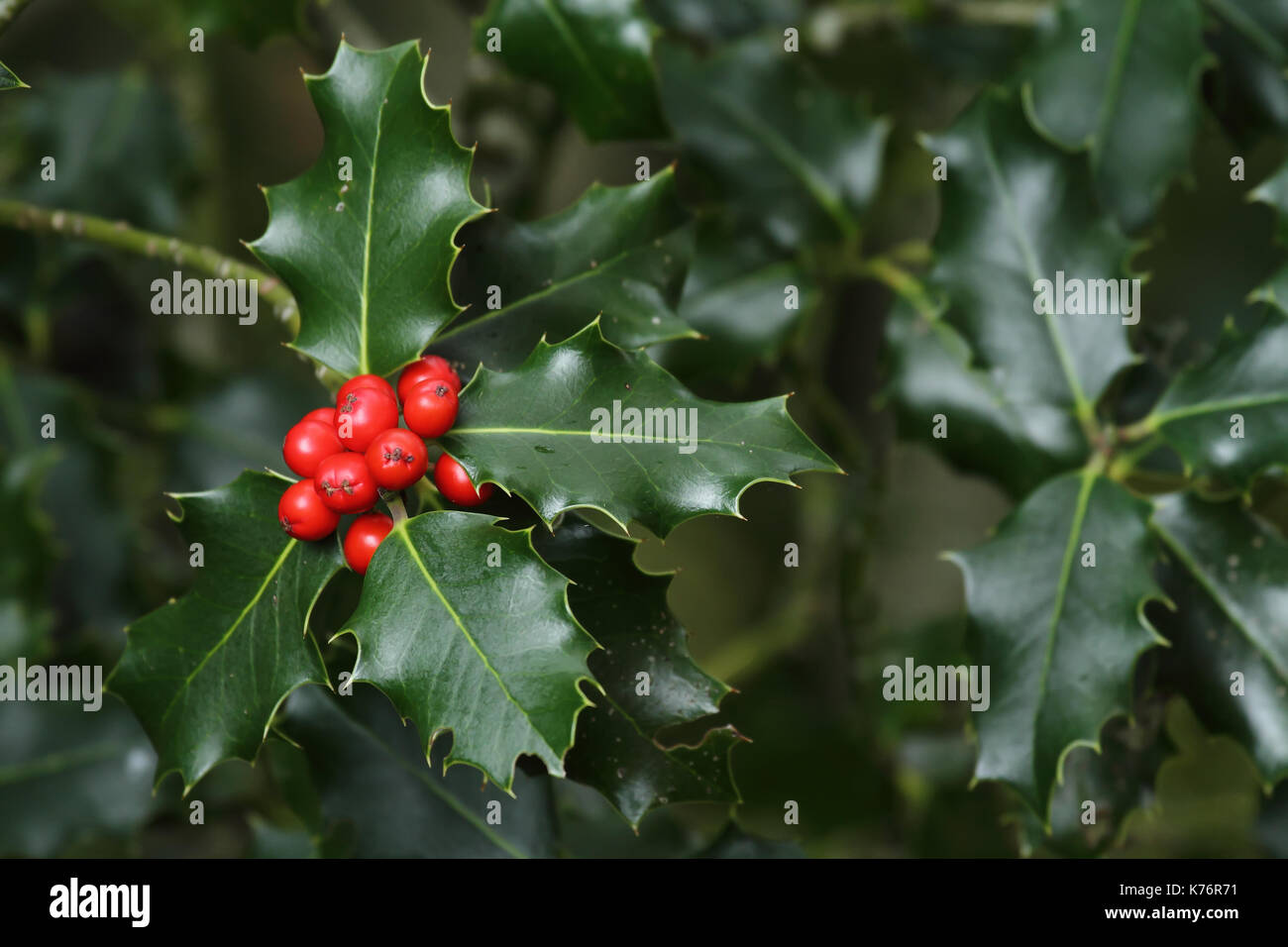 Holly branches with fruits (Ilex aquifolium Stock Photo Alamy