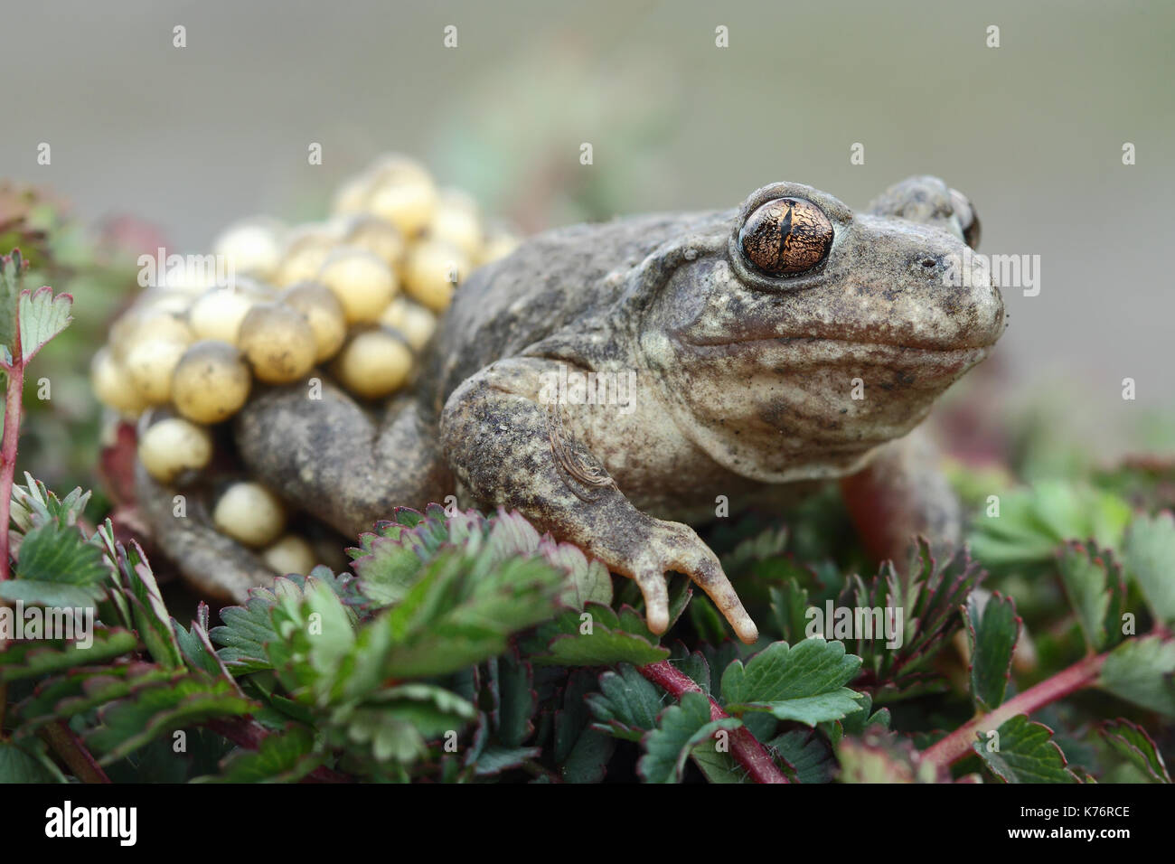Midwife toad (Alytes obstetricans) Stock Photo